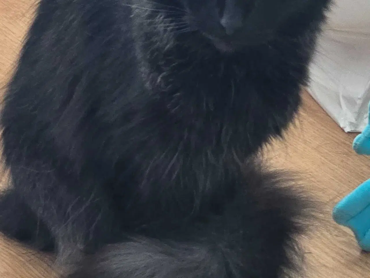 Billede 5 - Maine coon han og hun kat 