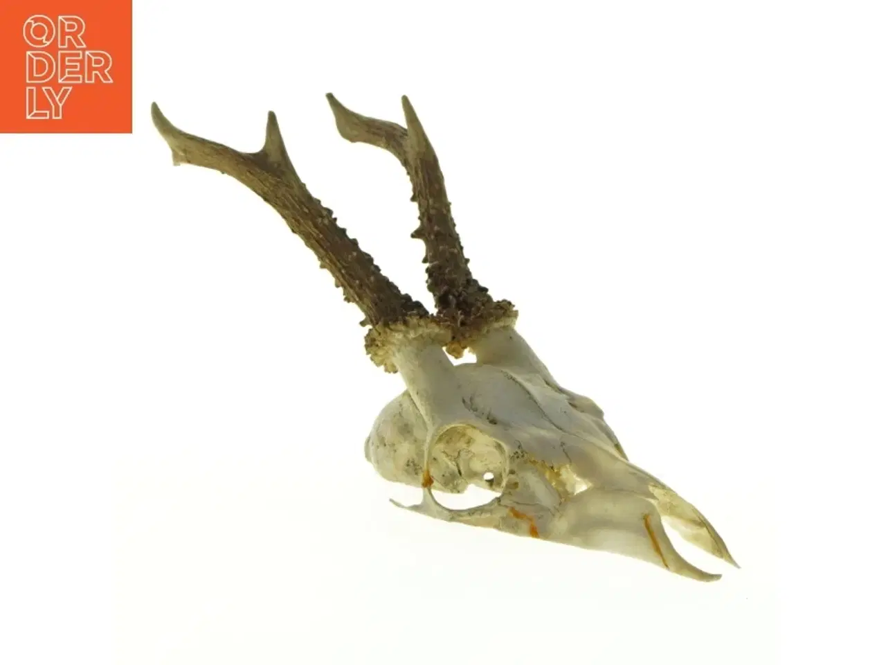 Billede 1 - Gevir (str. Længde, 30 cm)