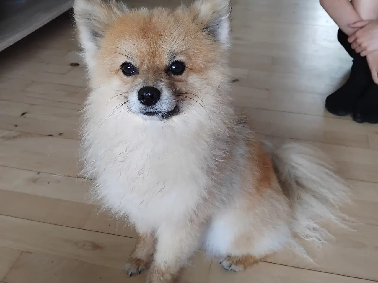 Billede 3 - pomeranian til salg