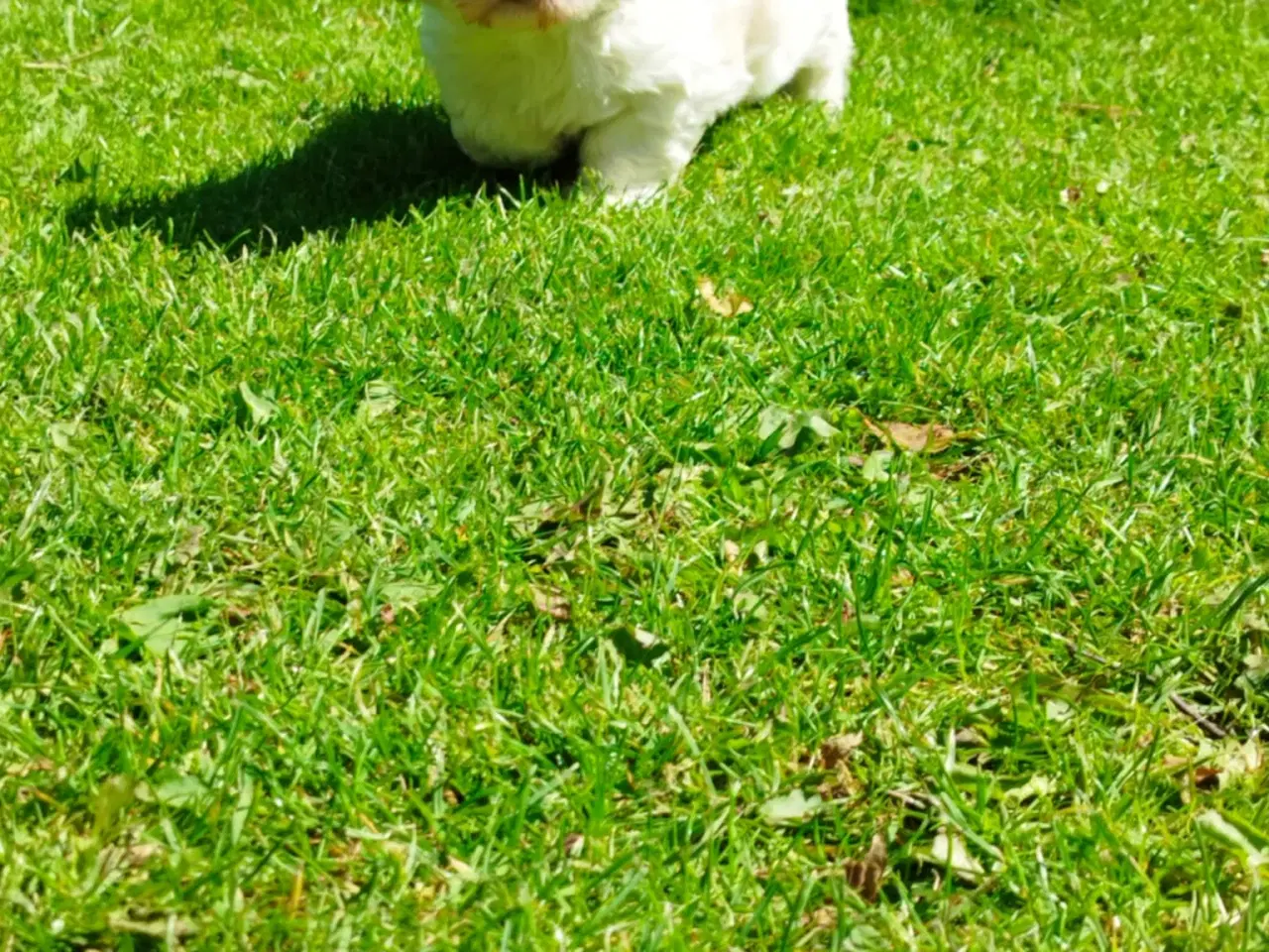 Billede 2 - cavalier/coton de tulear Han