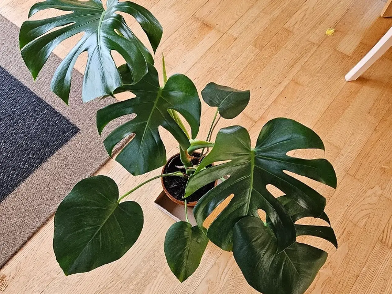 Billede 2 -  Monstera (Fingerfilodendron)