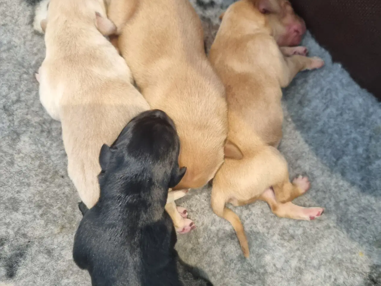 Billede 7 - Labrador Hvalpe 