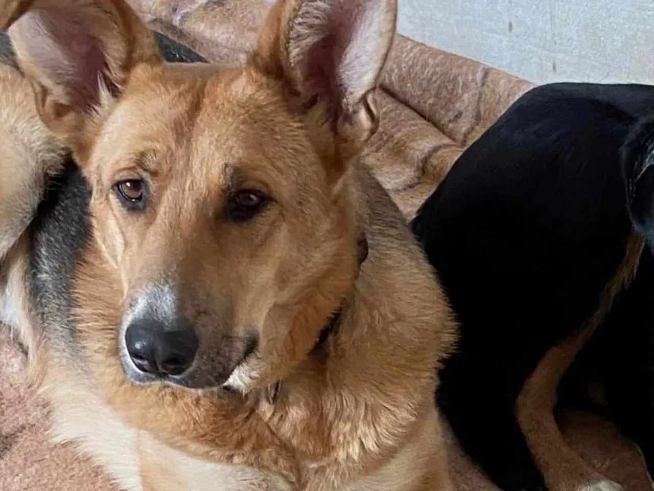 Billede 13 - Lillian søger sin hel egen familie