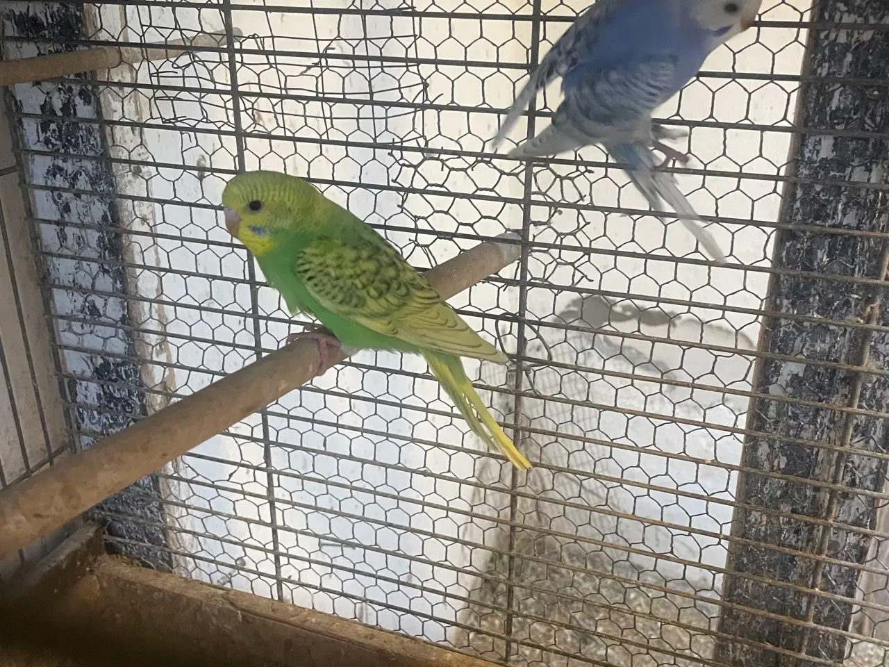 Billede 1 - Undulatunger