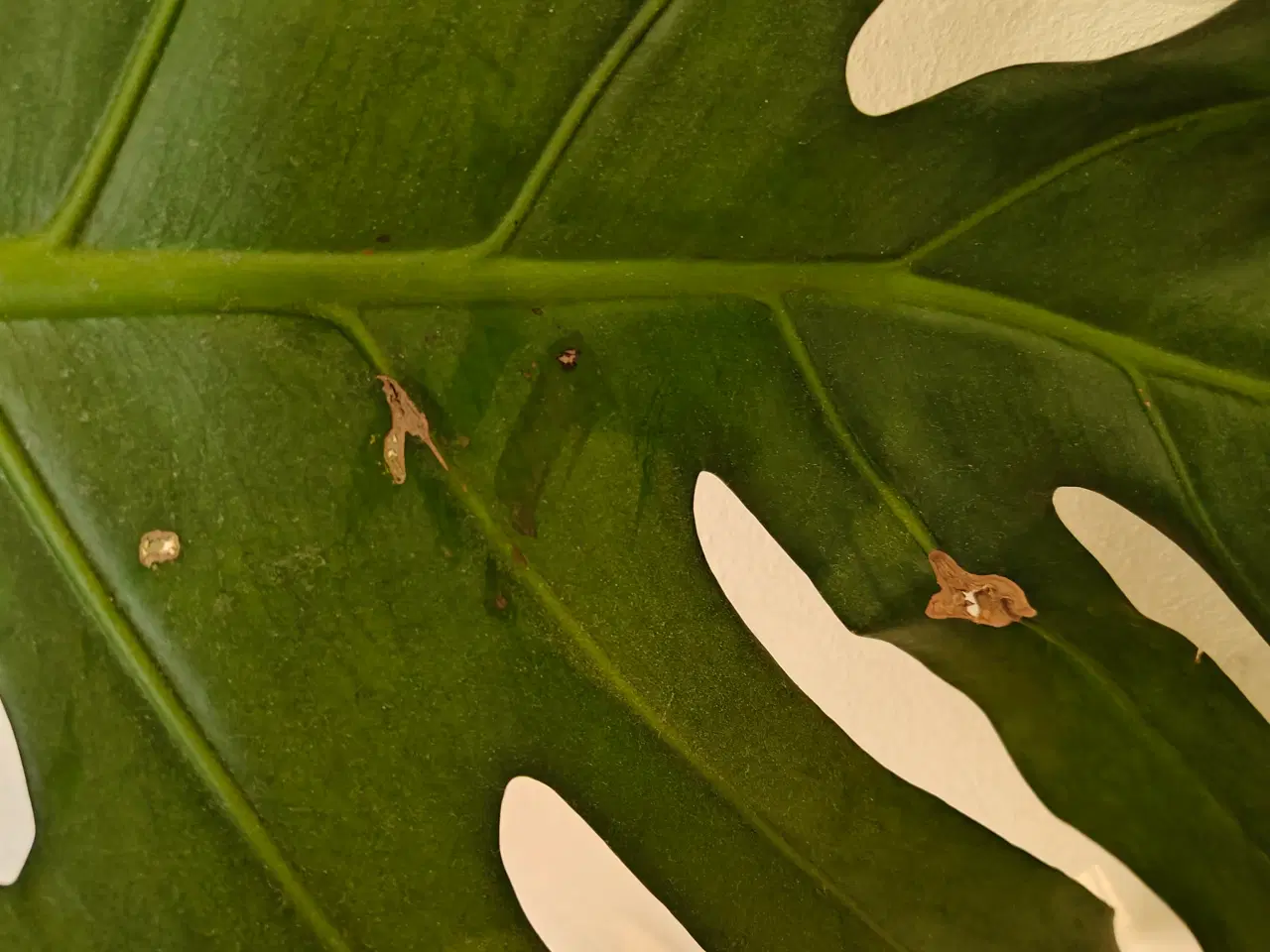 Billede 6 - Monstera / fingerphilodendron