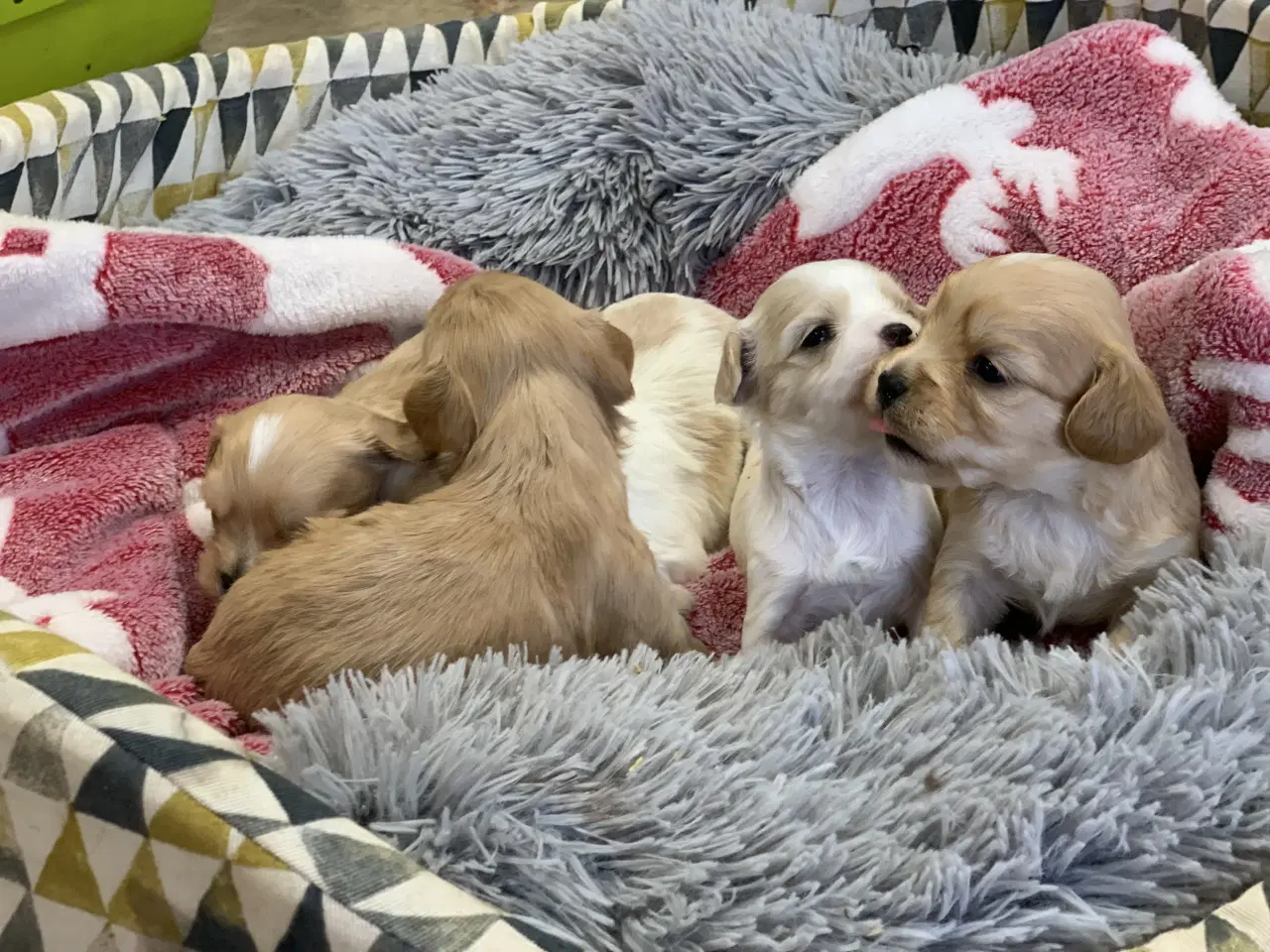 Billede 17 - Små fine cavapoo/ Maltipoo babyer