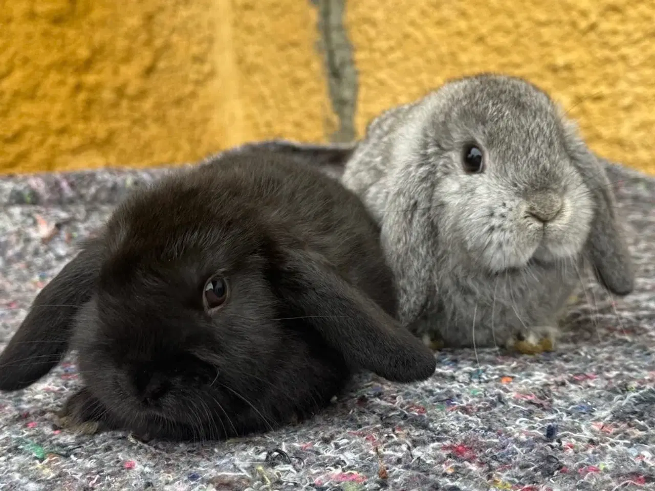 Billede 7 - Han Dværgvædder unger sælges - klar nu 