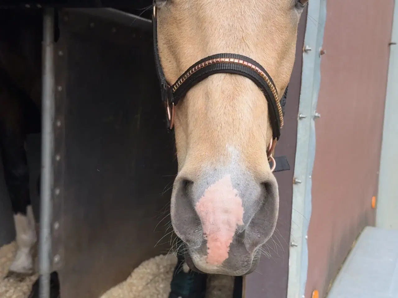 Billede 17 - Dine nye bedste ven