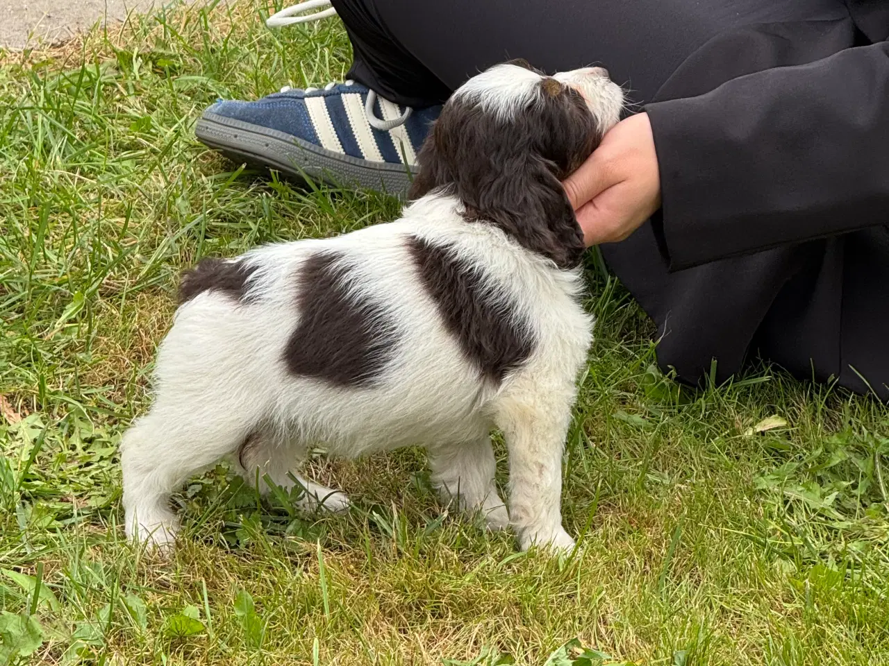 Billede 9 - Skønne Cockapoo hvalpe få tilbage