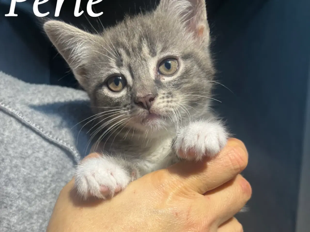 Billede 4 - Killinger til salg