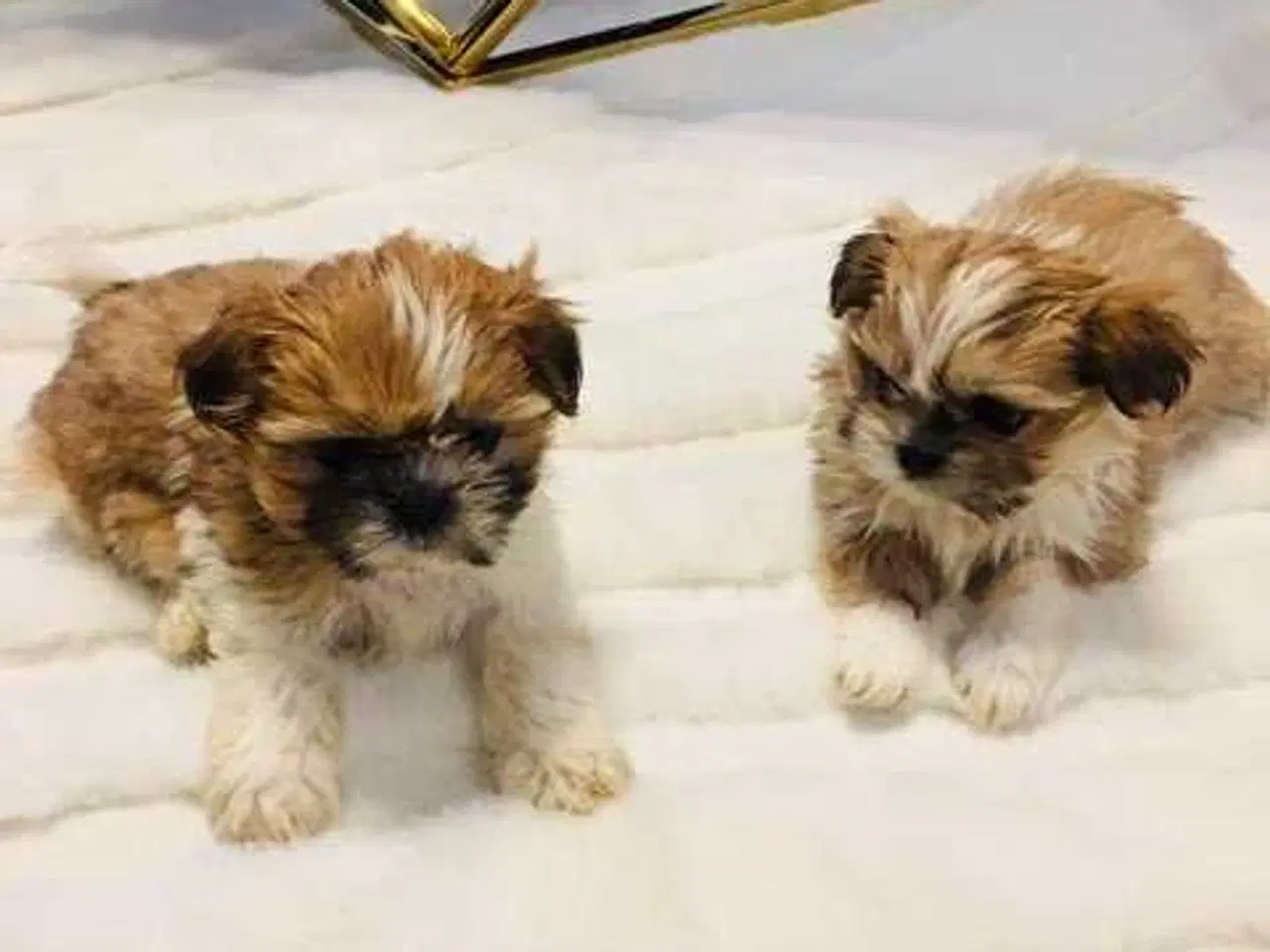 Billede 7 - Tre smukke SHIT TZU...🥰🥰🥰