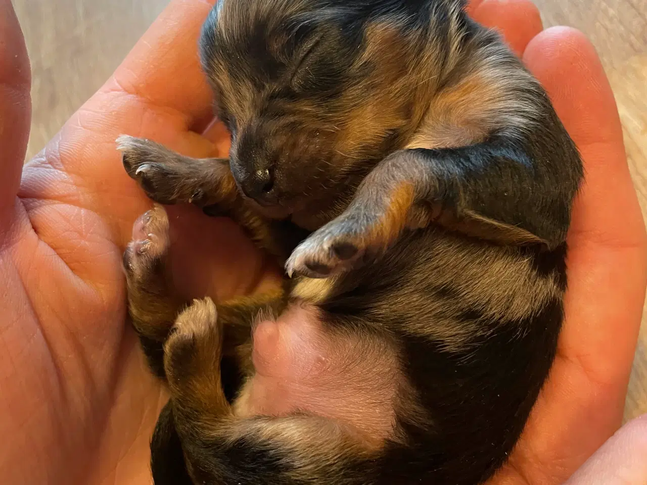 Billede 2 - Lækre Prazsky krysarik hvalpe 