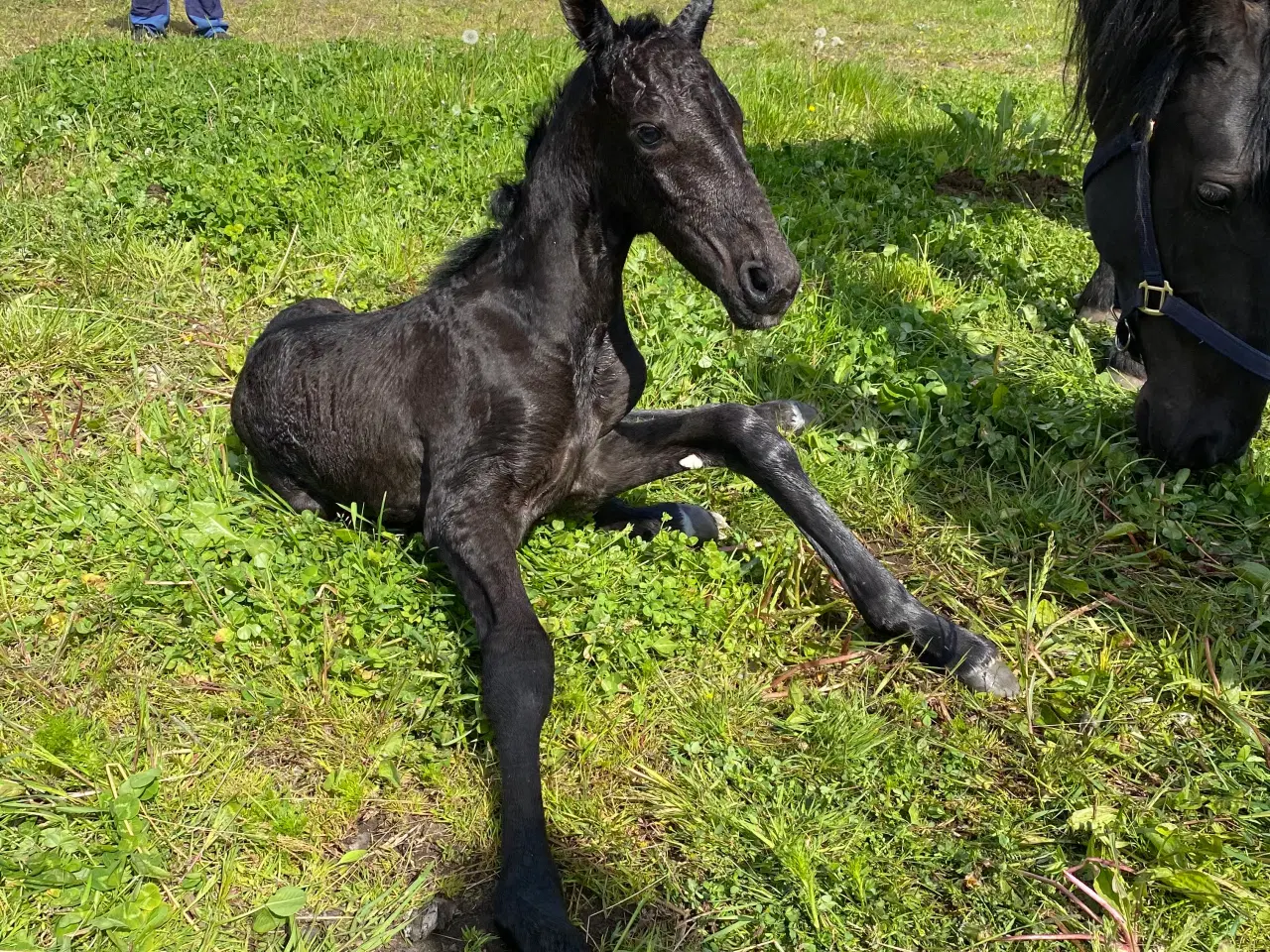 Billede 10 - Hest