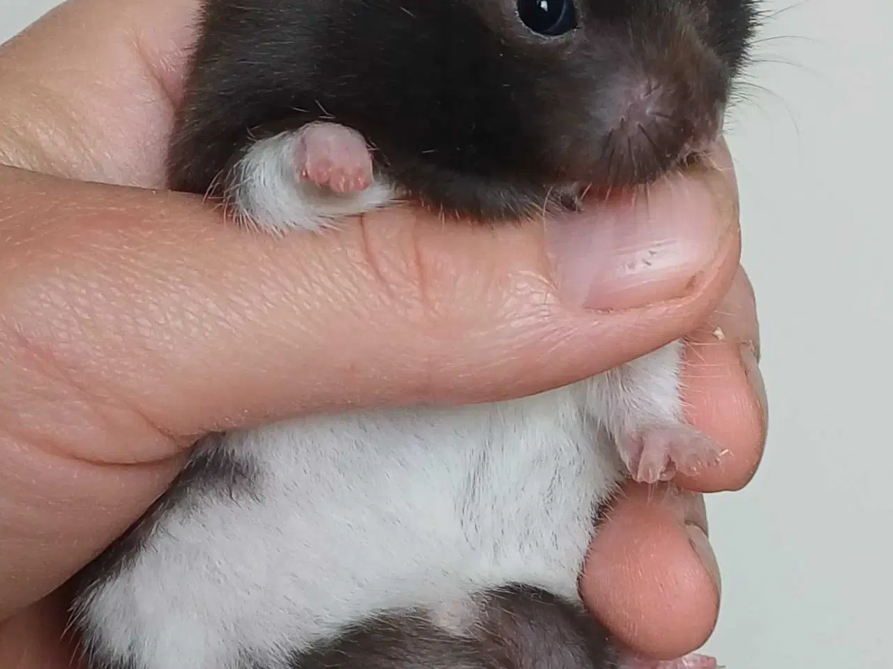 Billede 8 - Guldhamster unger