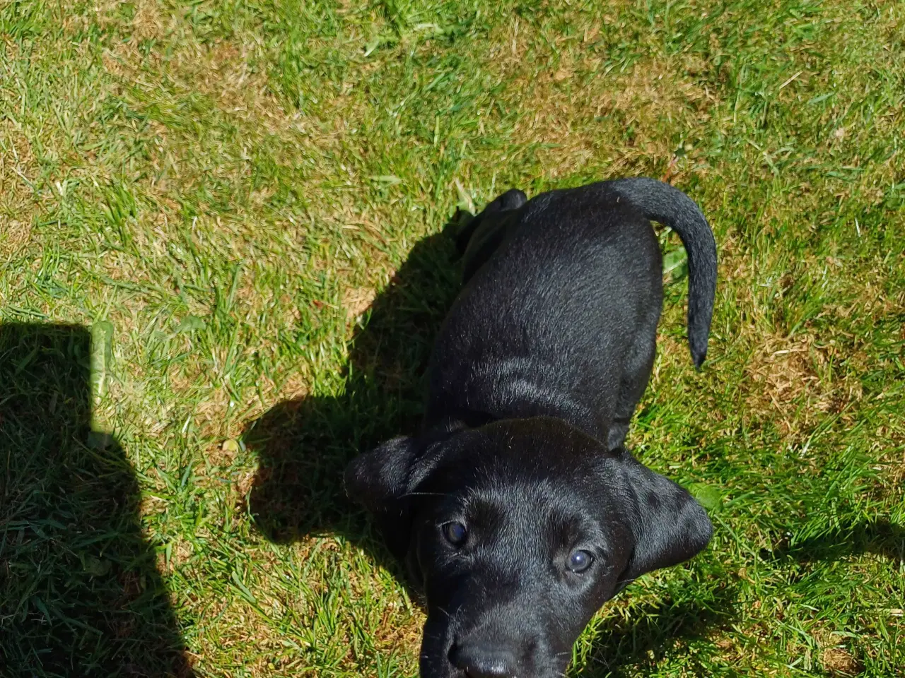 Billede 2 - Labrador F1 hvalpe