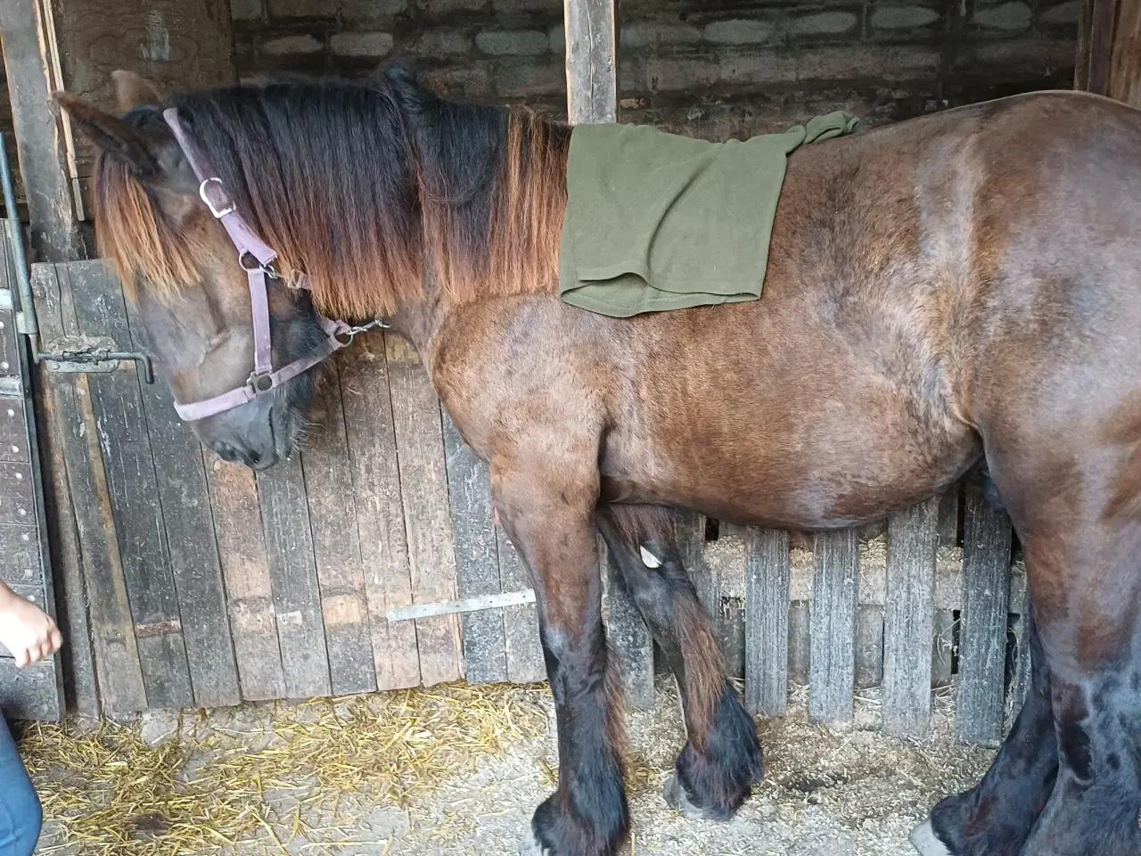Billede 16 - 1 årig Jyskhest hingst sælges