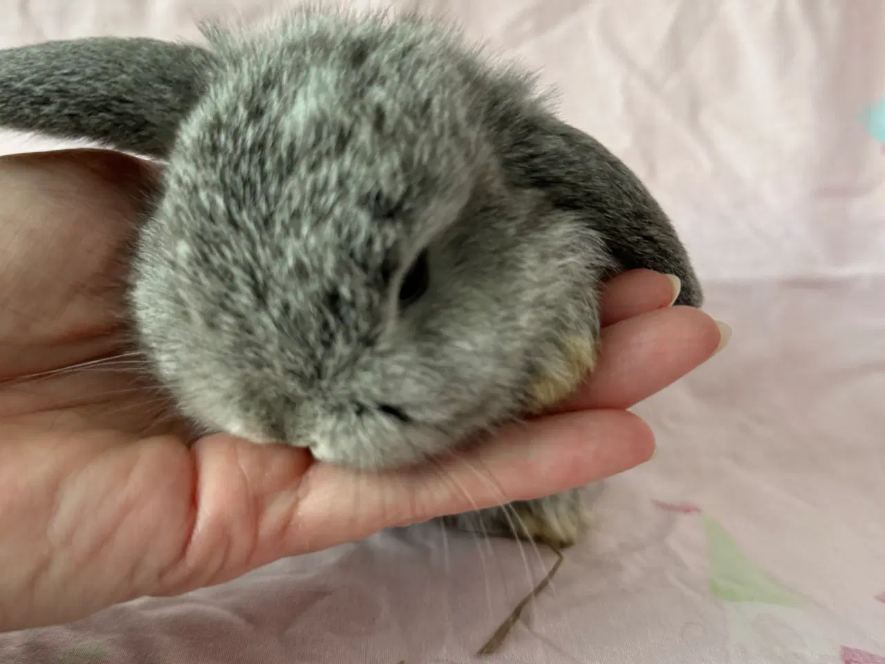 Billede 6 - Mini lop Minilop 