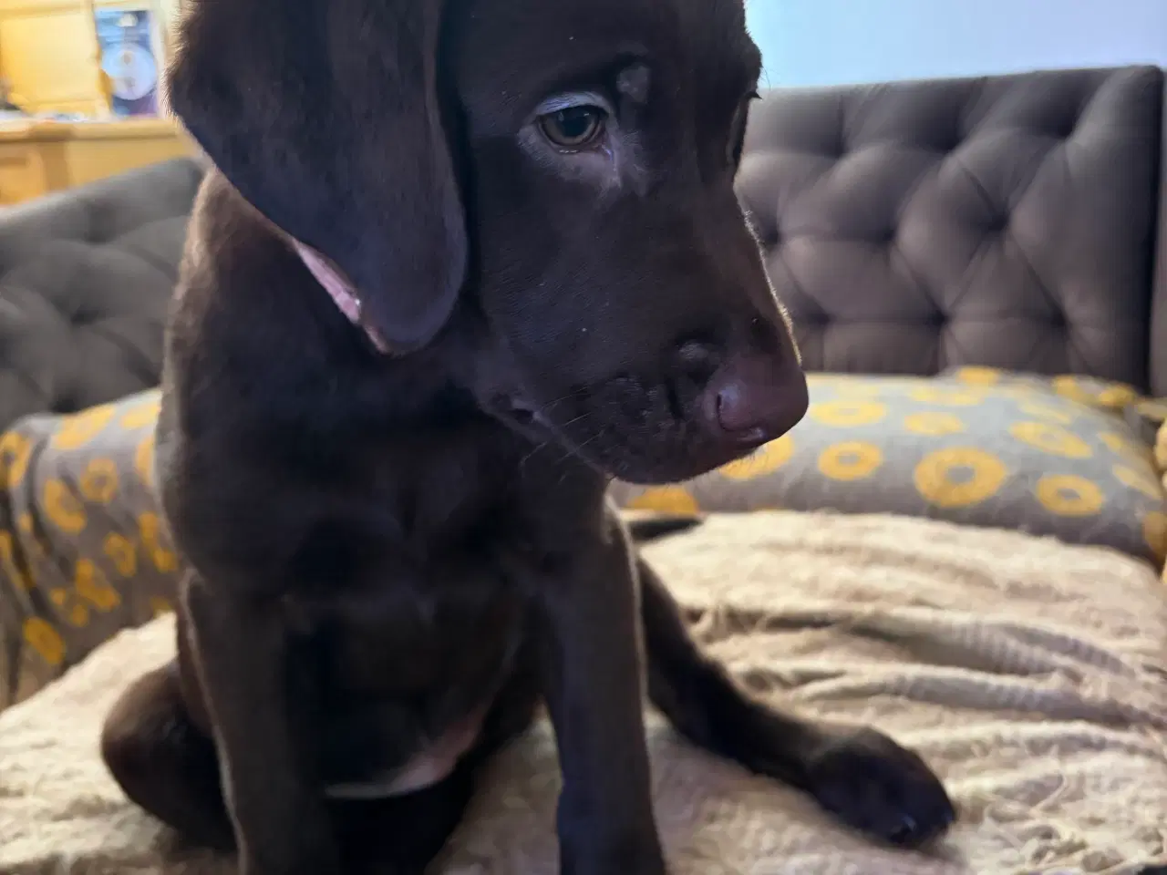 Billede 3 - Beautiful and energetic Labrador puppy - Healthy a