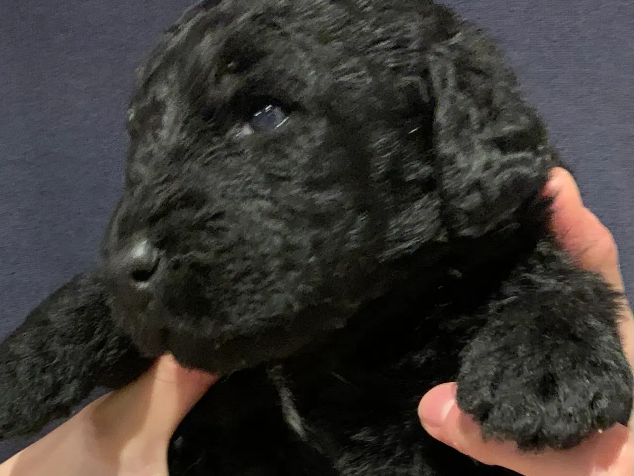 Billede 6 - Labradoodle hvalpe