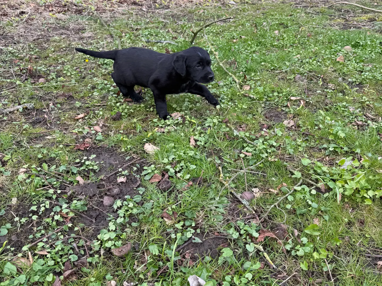 Billede 8 -  3 stk Søde hundehvalpe til salg  