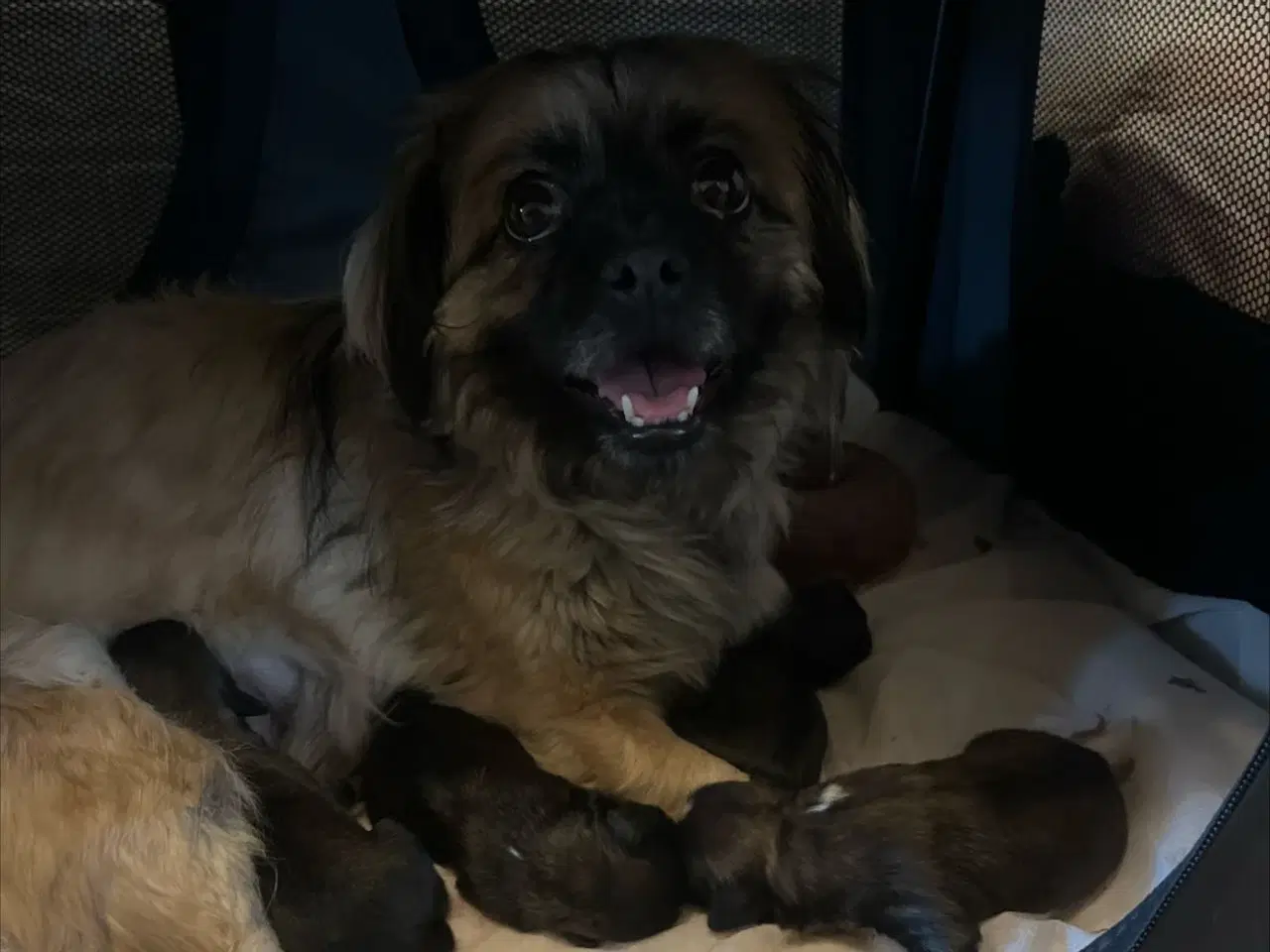 Billede 1 - Pekingenser hvalpe 