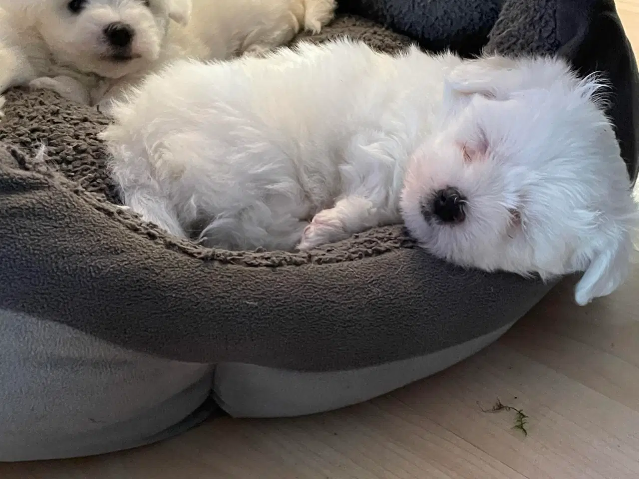 Billede 2 - Coton de tulear hvalpe til udstationering.