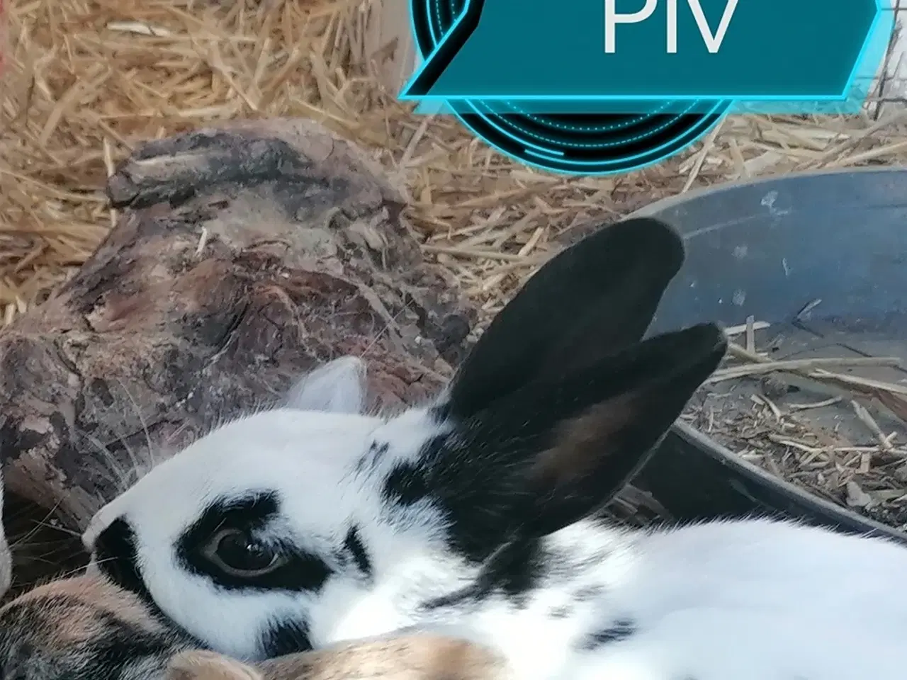 Billede 3 - Kastreret dværg kanin ung 