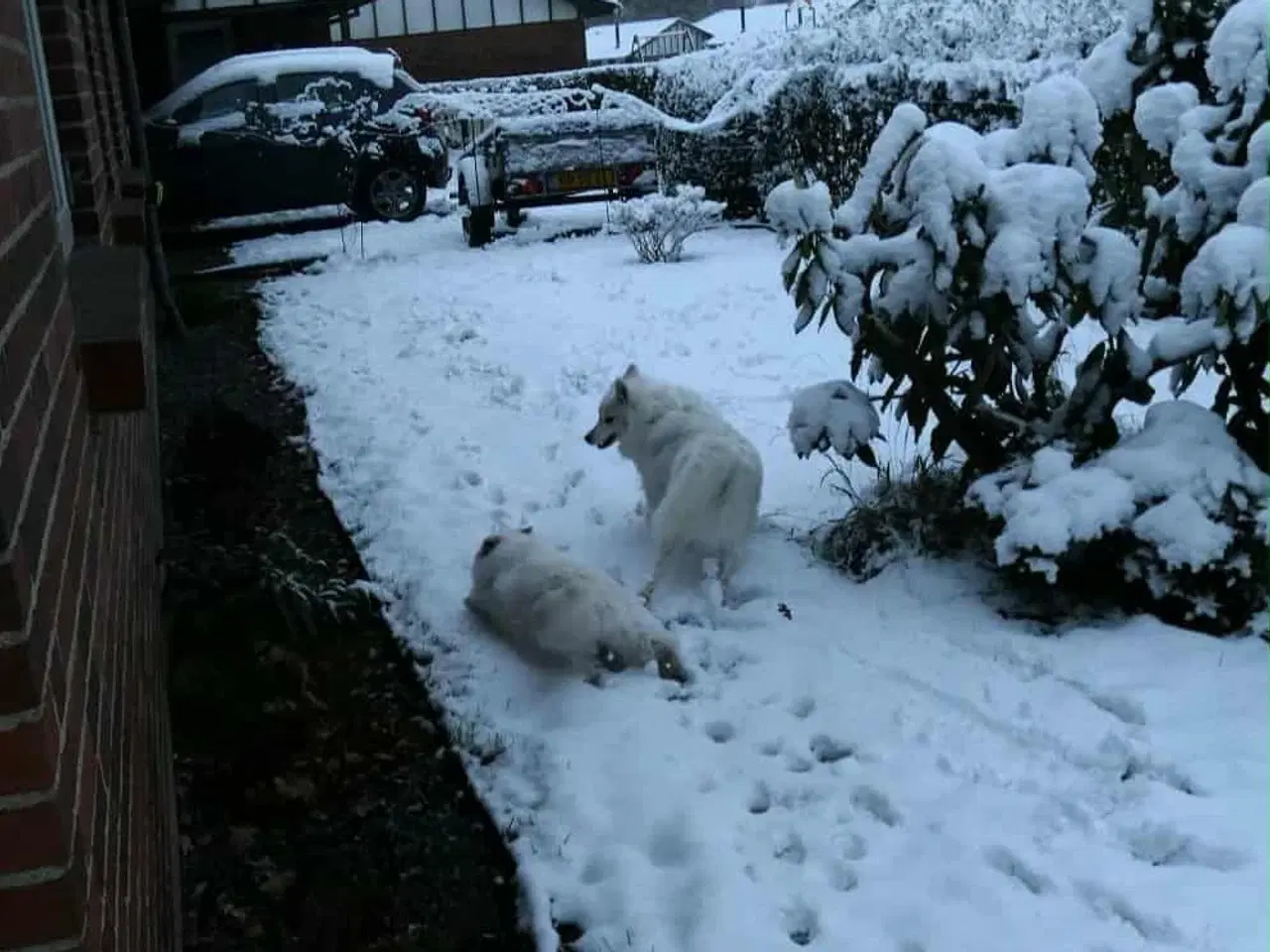 Billede 7 - Dansk spids tæve 2 år