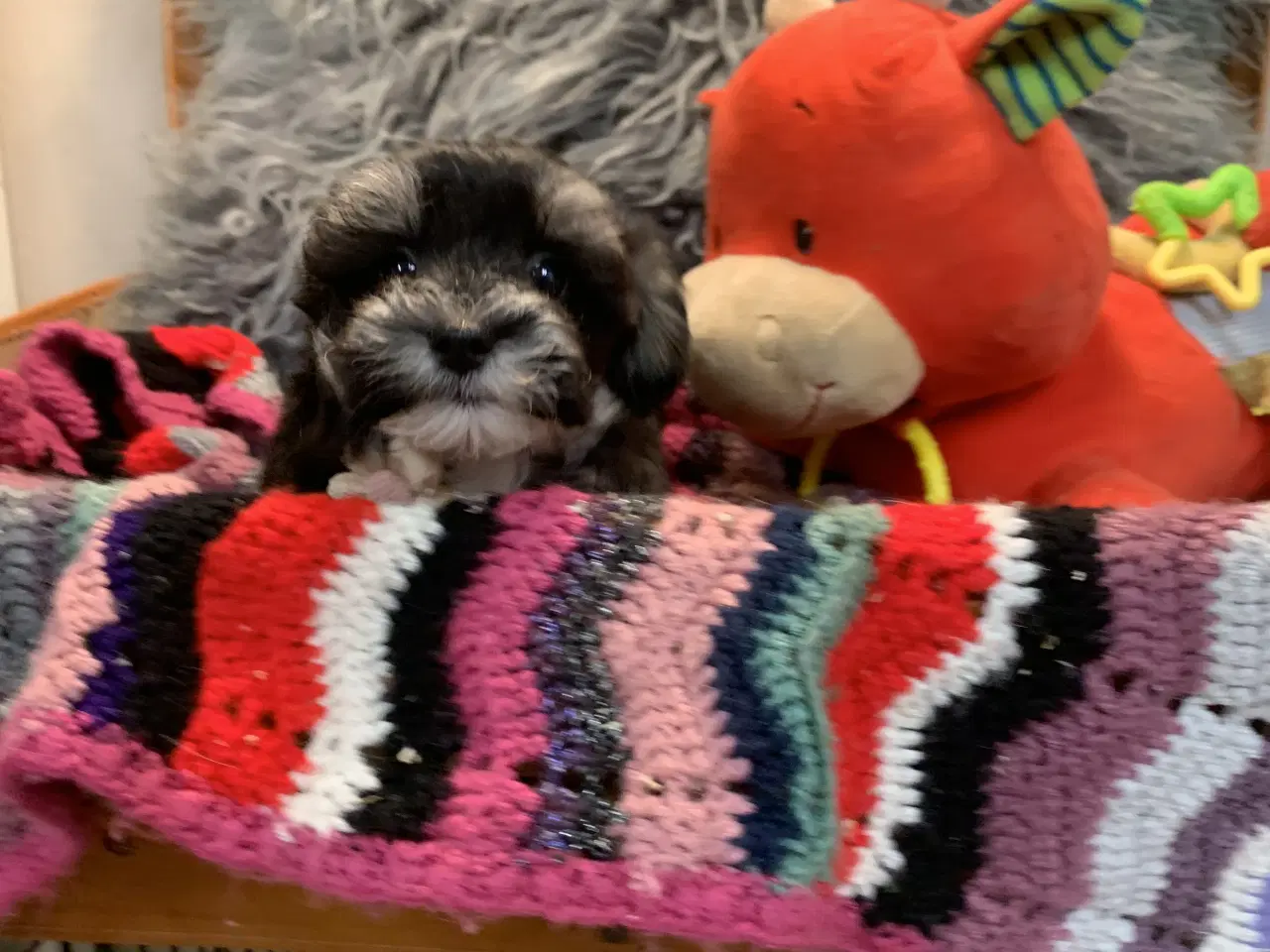 Billede 19 - Små fine Maltipoo babyer er rejseklar nu . 