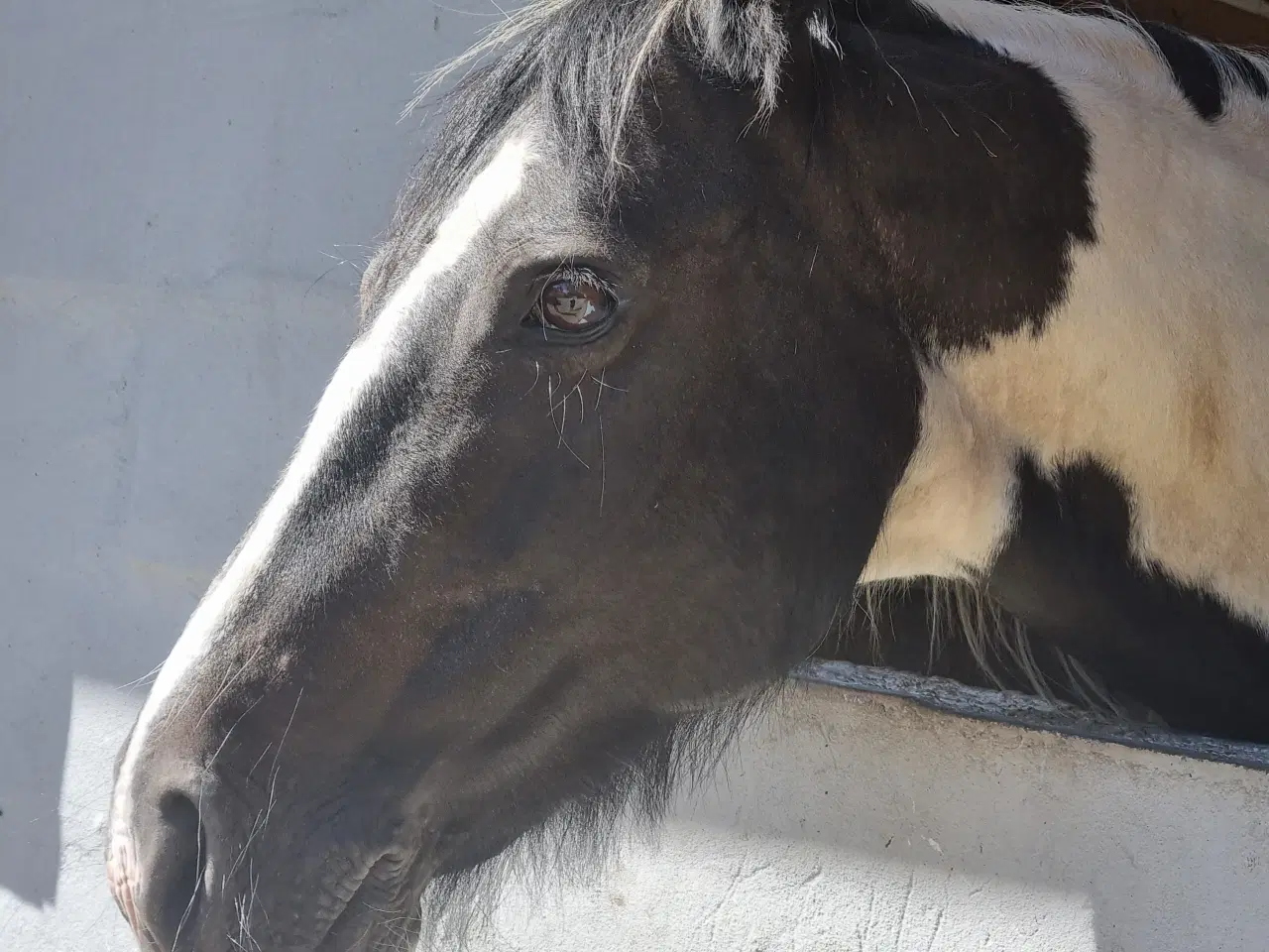 Billede 6 - Pony Til Salg projecthest