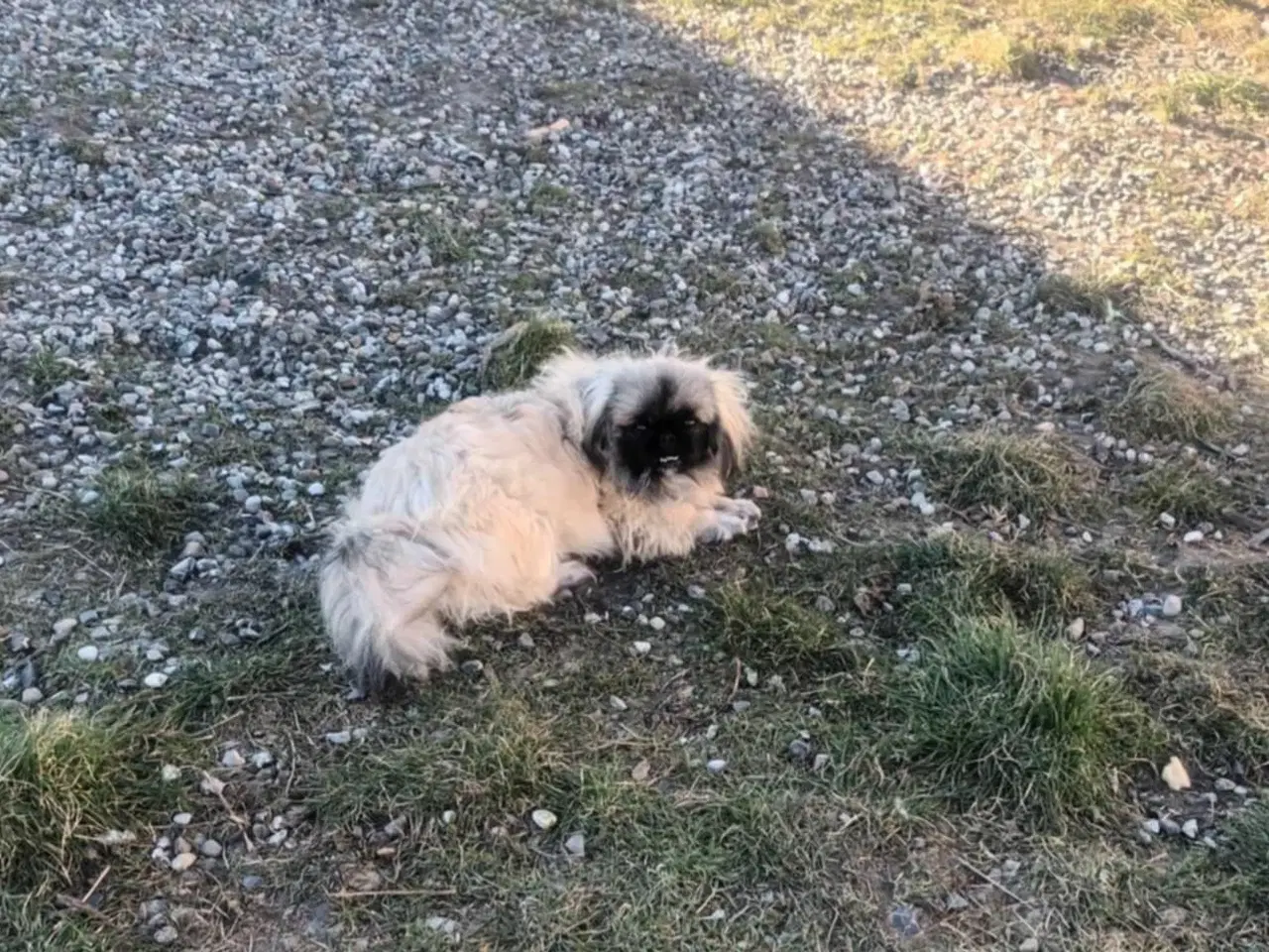 Billede 10 - Pekingeser hvalpe/unghunde.