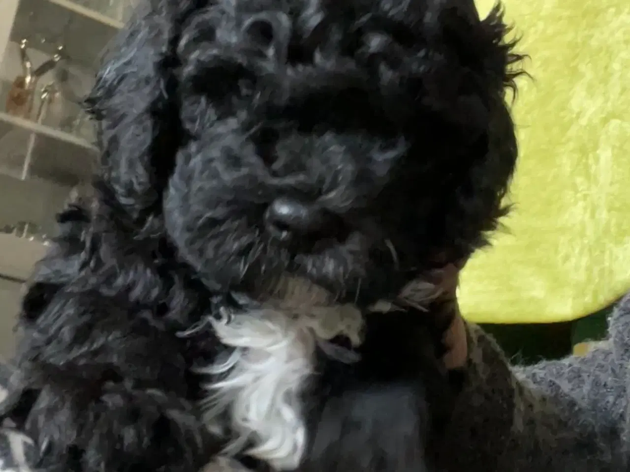 Billede 1 - Cavapoo hvalpe