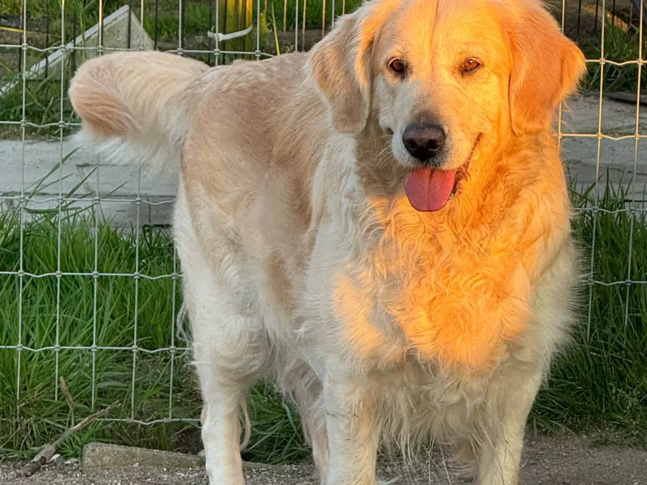Billede 1 - 🐾 Sød Golden Mix Tæve søger et kærlig hjem🐾