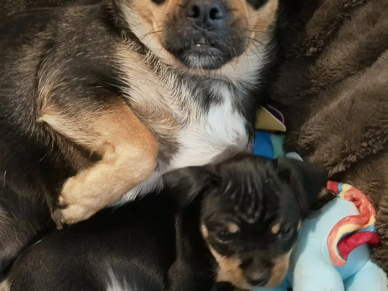 Billede 10 - Skønne 8 ugers små gadekryds