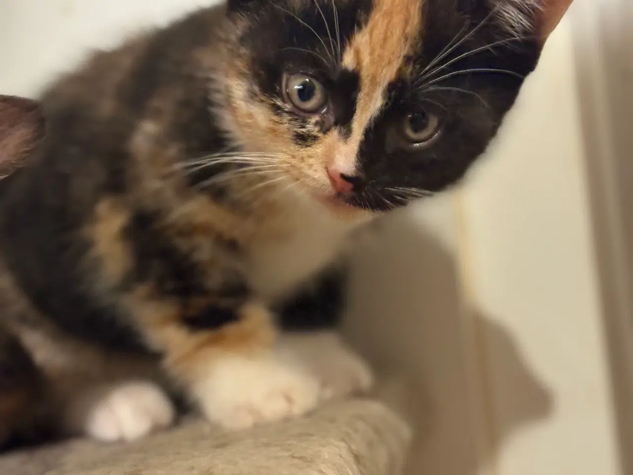 Billede 7 - Søde killinger søger nyt hjem