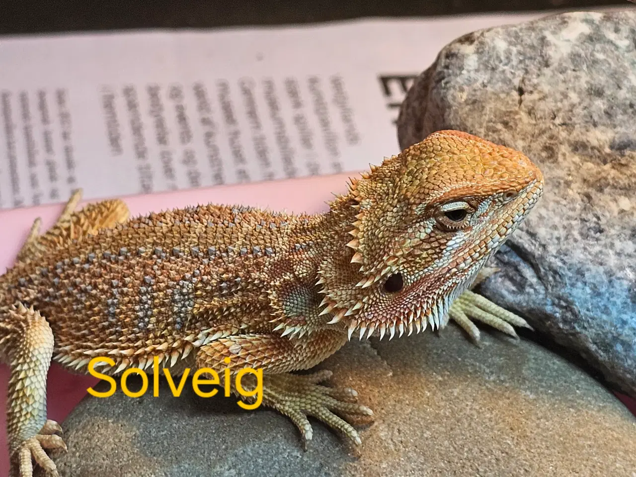 Billede 4 - Skægagame unger med rabat ( : Bud modtages 😊