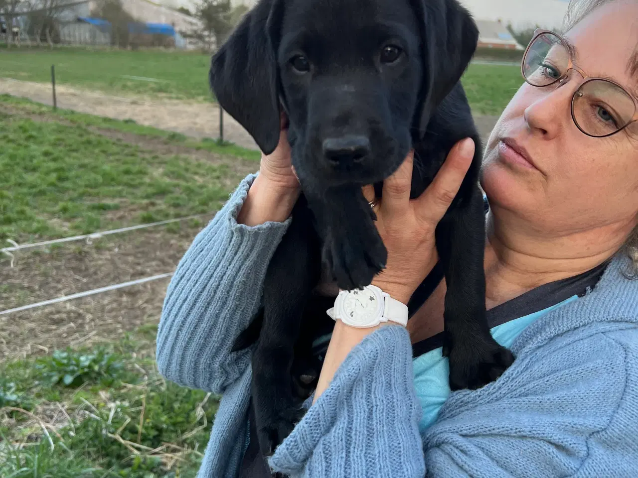Billede 3 - Labrador hvalpe 