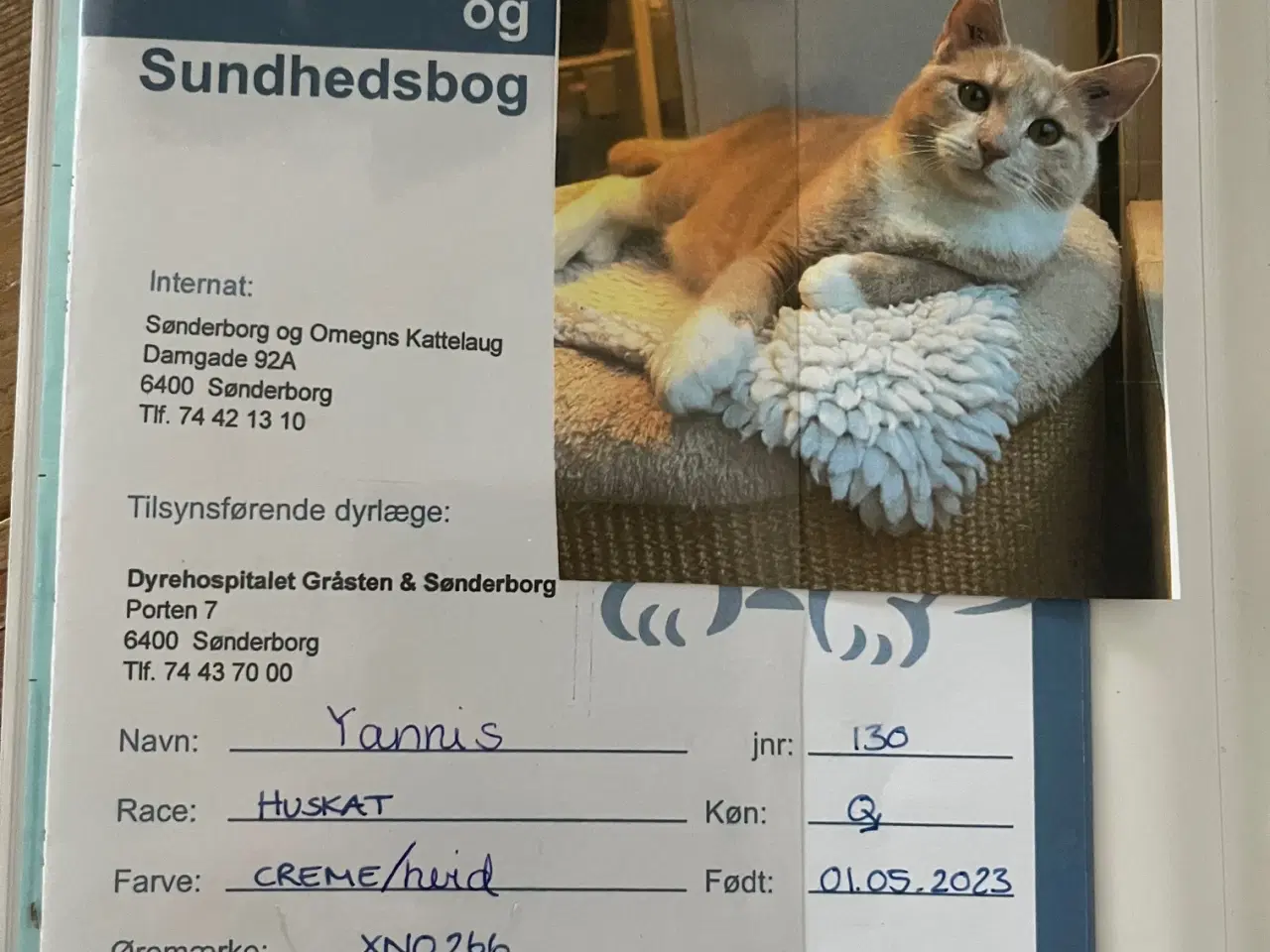 Billede 5 - GRATIS 2 kastrerede, tatoverede HANKATTE