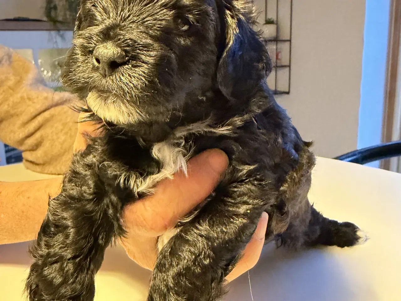 Billede 7 - Shitzu puddel blanding 