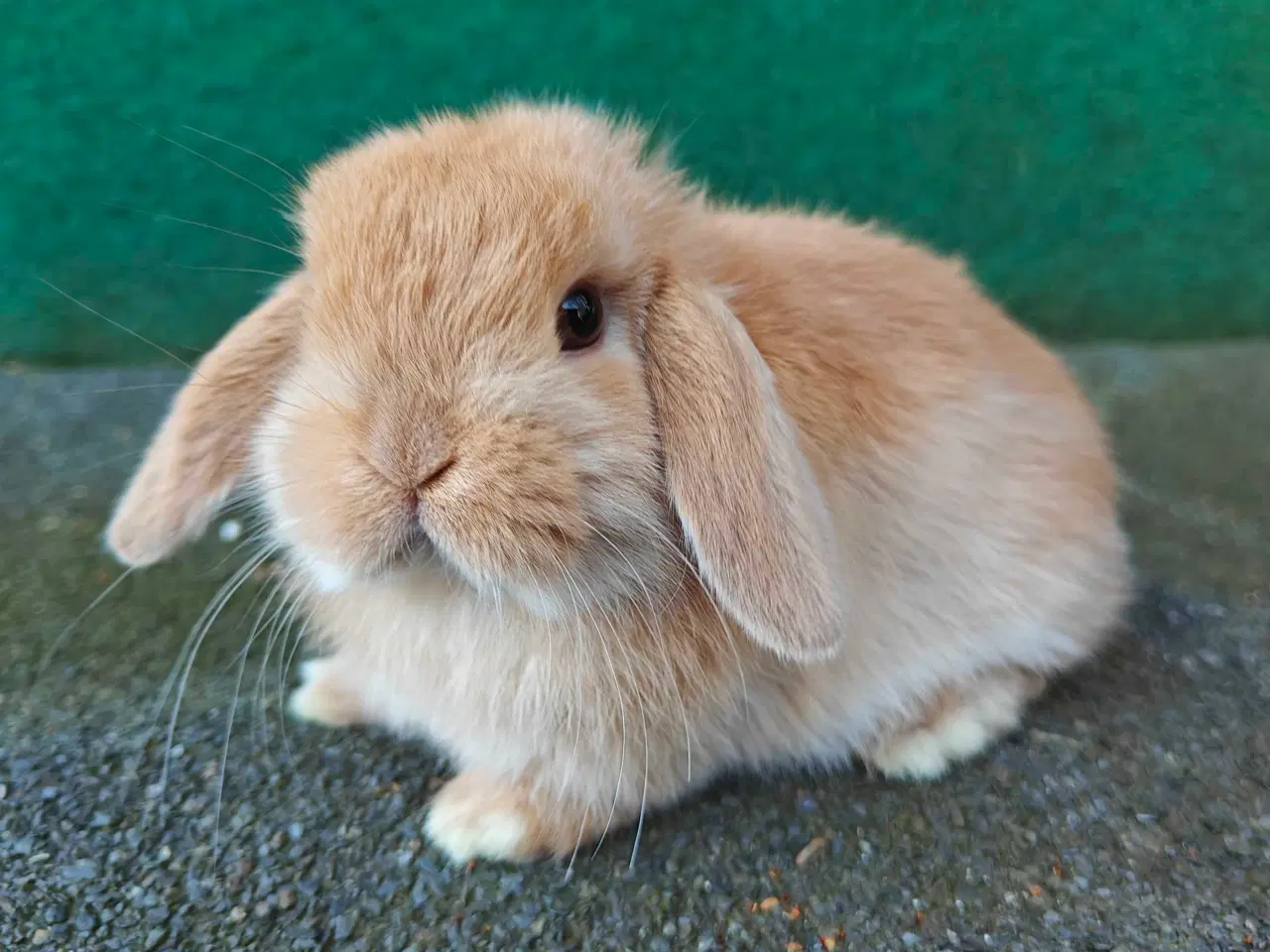 Billede 13 - Minilop