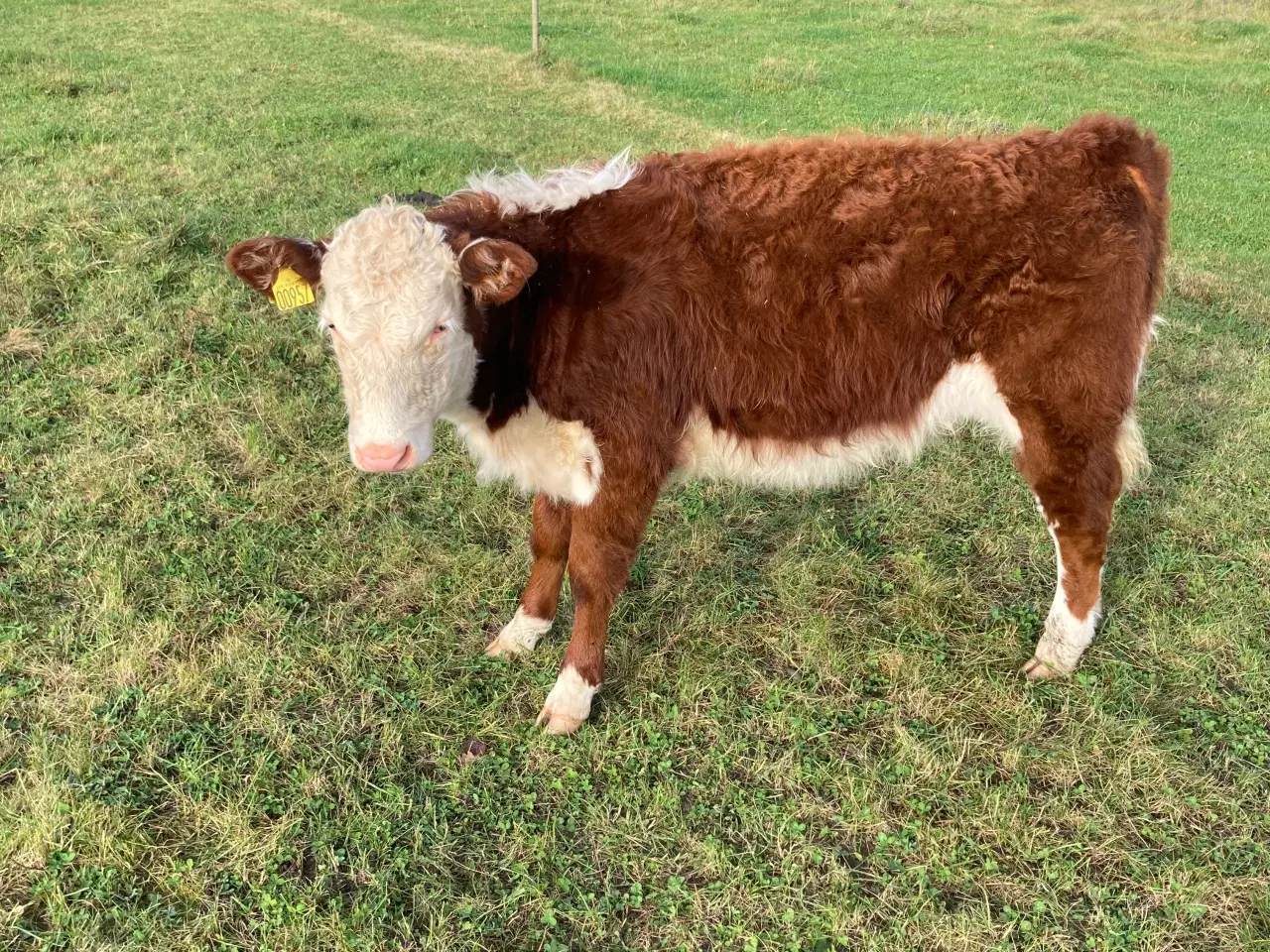 Billede 1 - Økologisk Hereford kviekalv