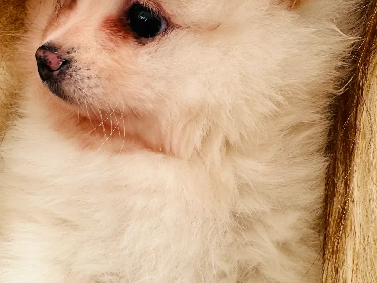 Billede 1 - Pomeranian 