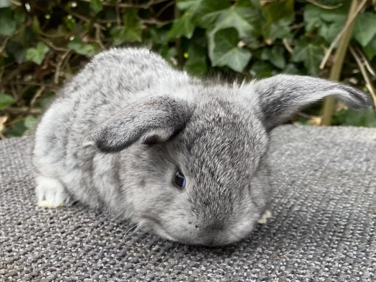 Billede 7 - FRANSK VÆDDER HUN CHINCHILLA