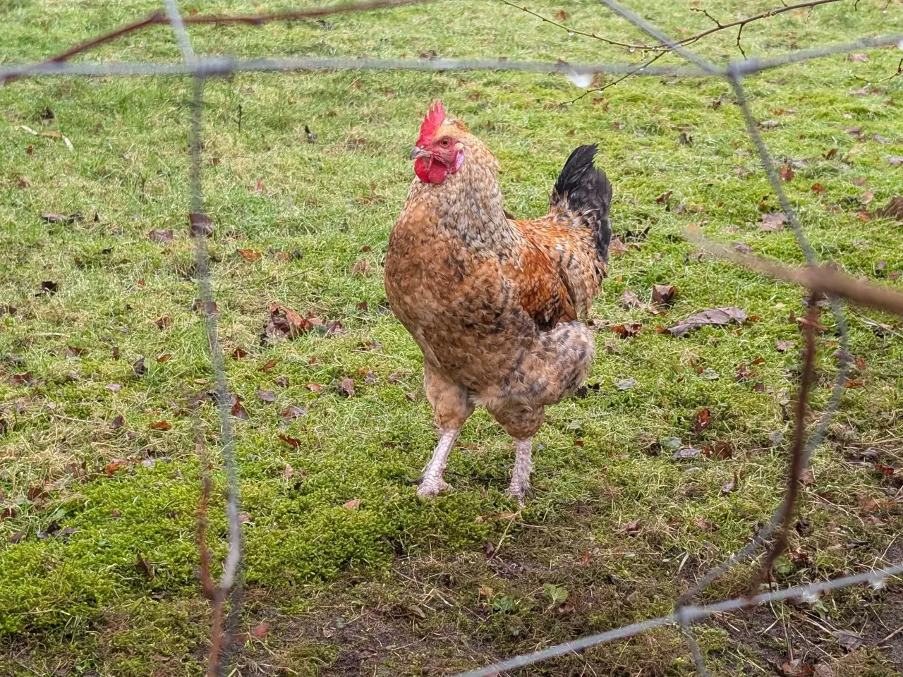 Billede 3 - Blandings høns