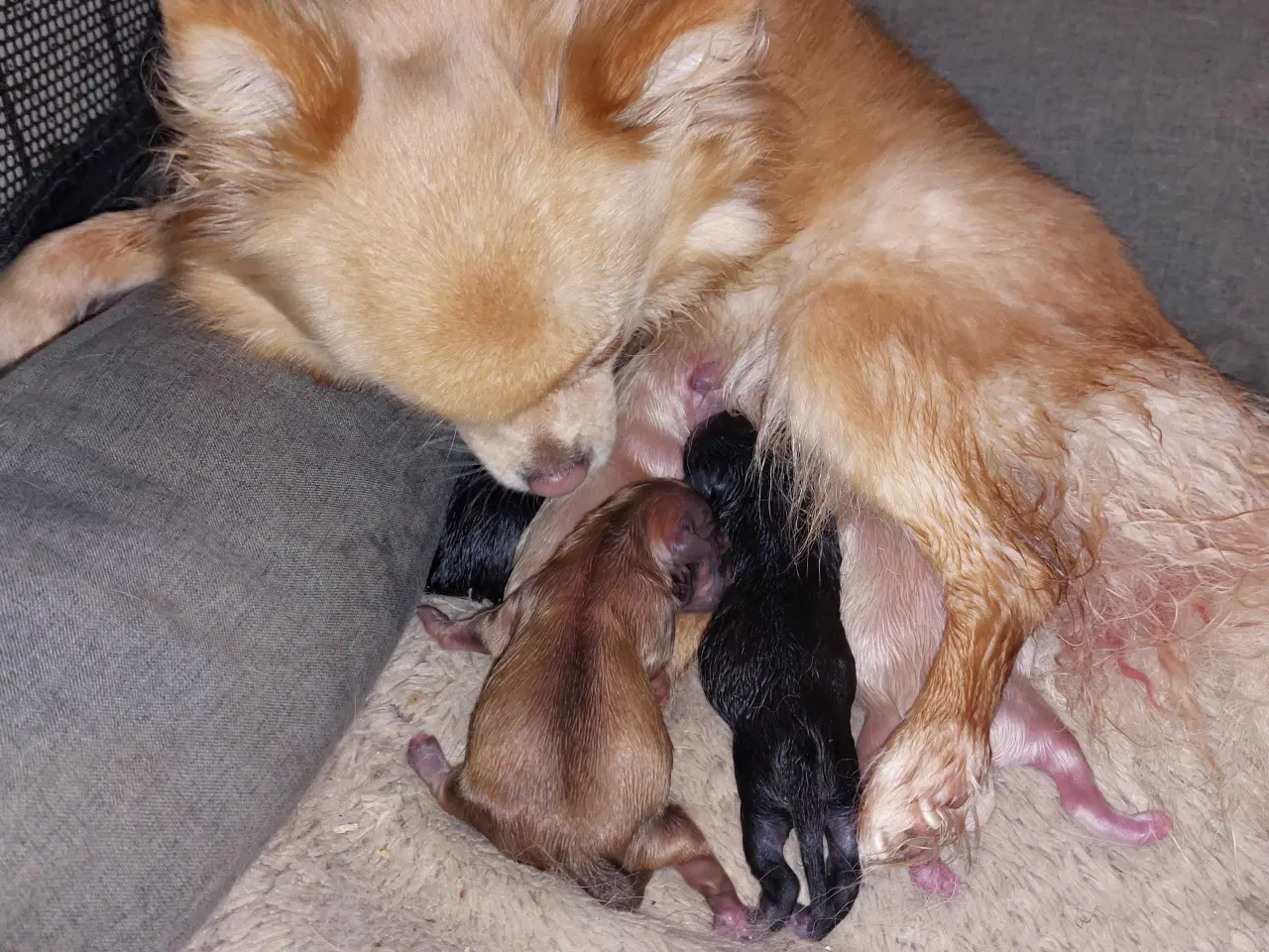 Billede 2 - Følg din hvalp til den er klar 