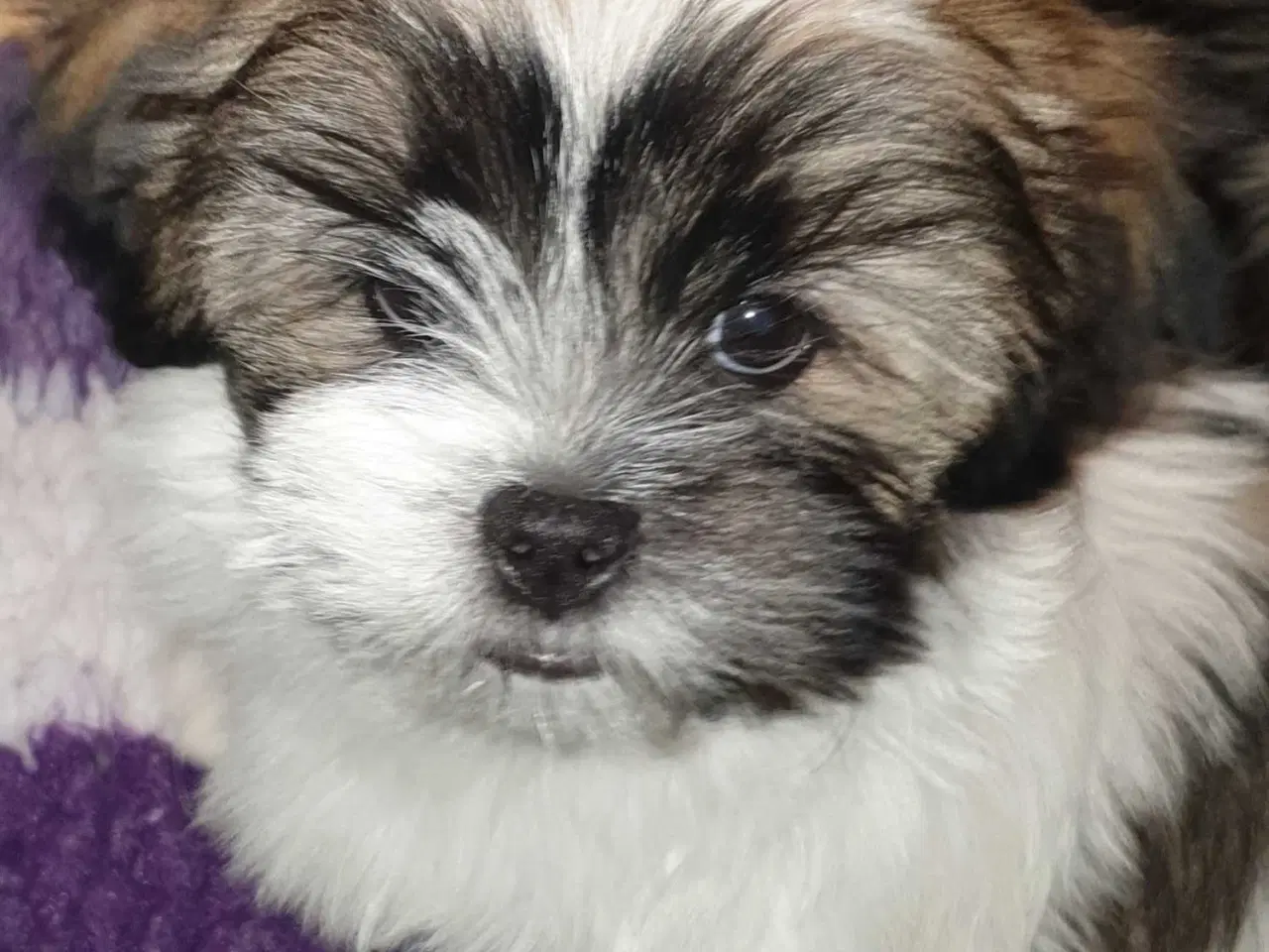 Billede 5 - Lhasa Apso - Vidunderlige Bella 🐾💕