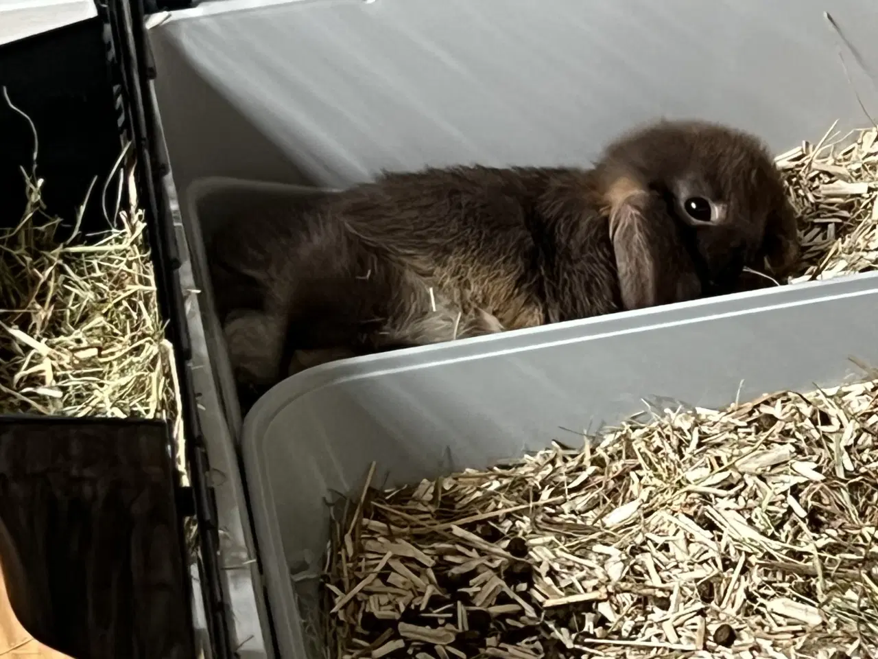 Billede 1 - Sød Minilop Kanin