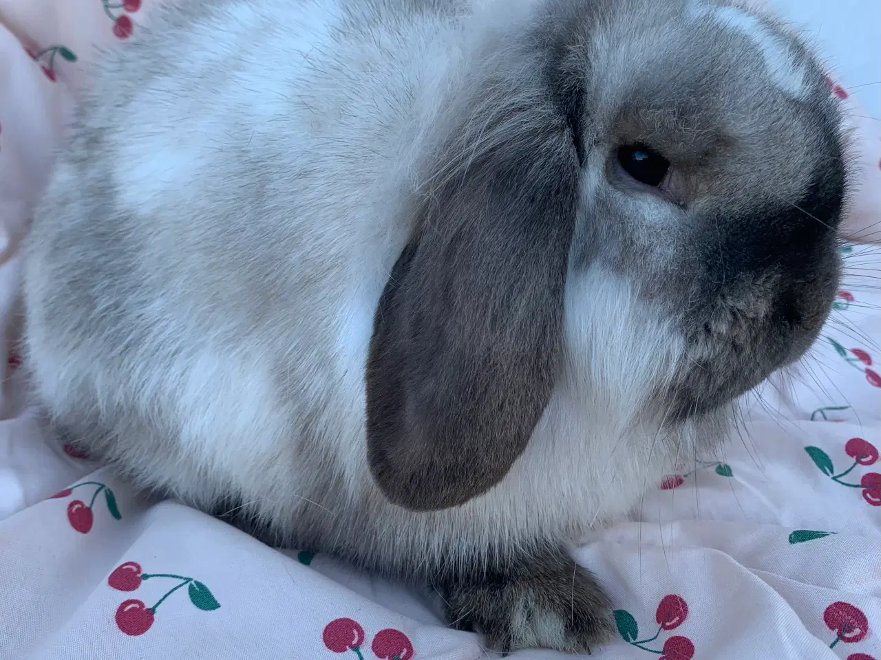 Billede 1 - Lionlop hun🩷Wilma fra Ryomgård i Jylland 