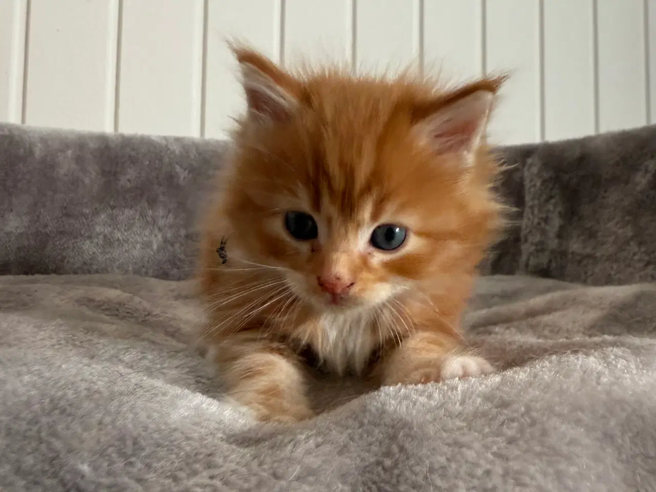 Billede 12 - Maine coon killinger uden tavle