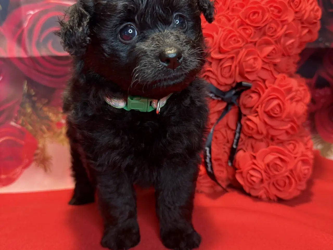 Billede 3 - 🐾 Skønne Pomapoo hvalpe søger deres forever homes